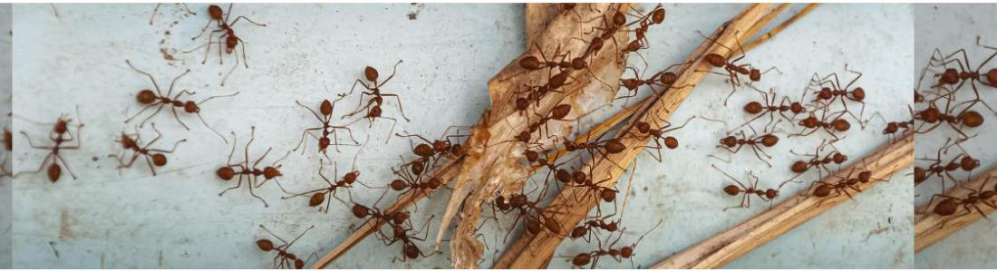 Dedetização Formigas Doceiras  24 HORAS